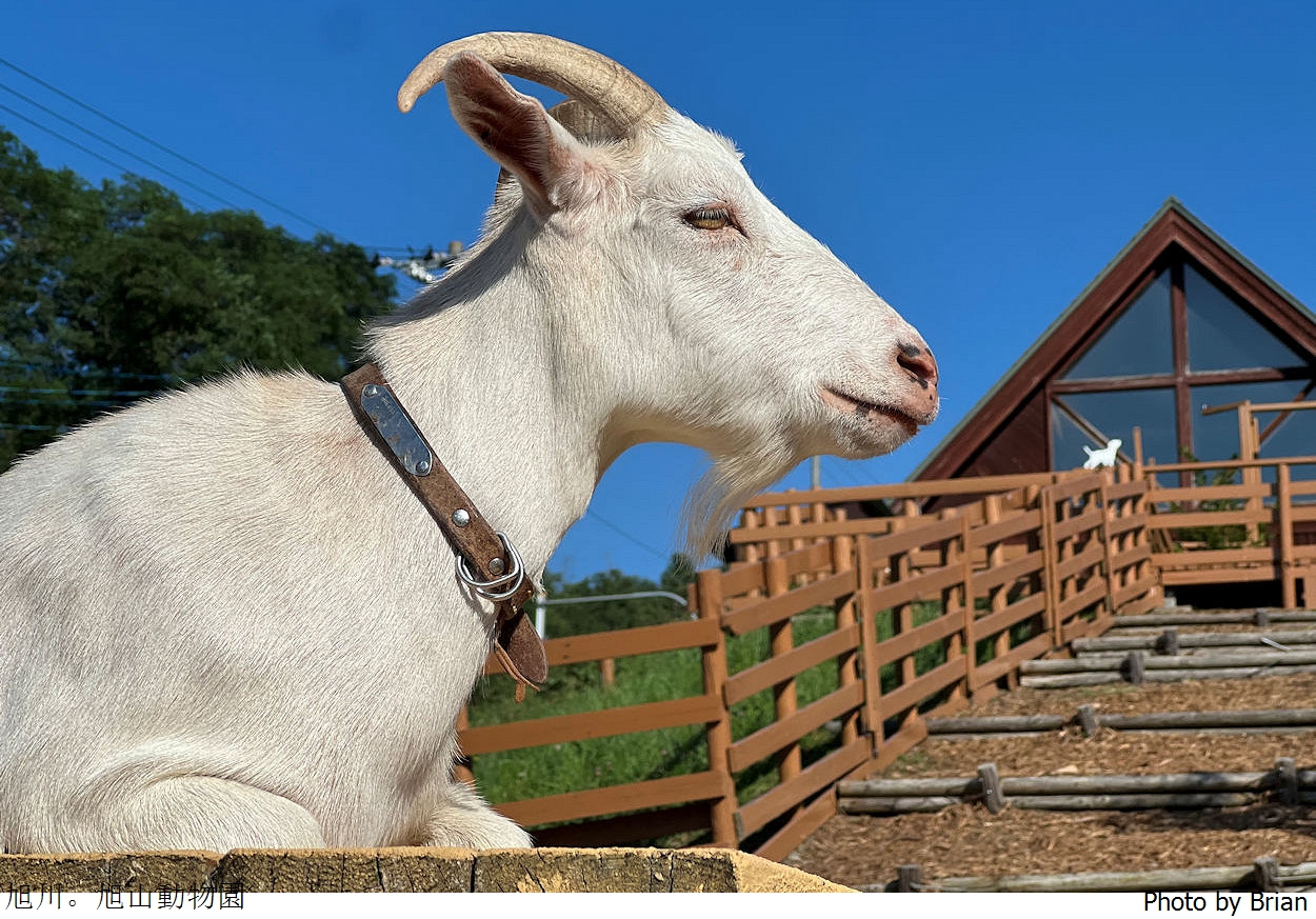 北海道旭川旭山動物園。超近距離看北極熊企鵝親子必訪景點 北海道旭川旭山動物園。超近距離看北極熊企鵝親子必訪景點