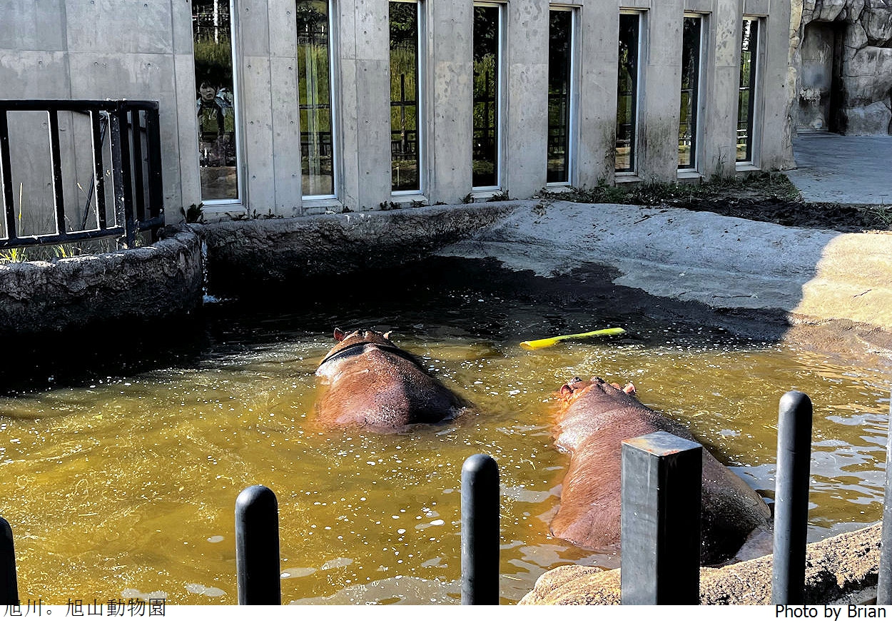北海道旭川旭山動物園。超近距離看北極熊企鵝親子必訪景點