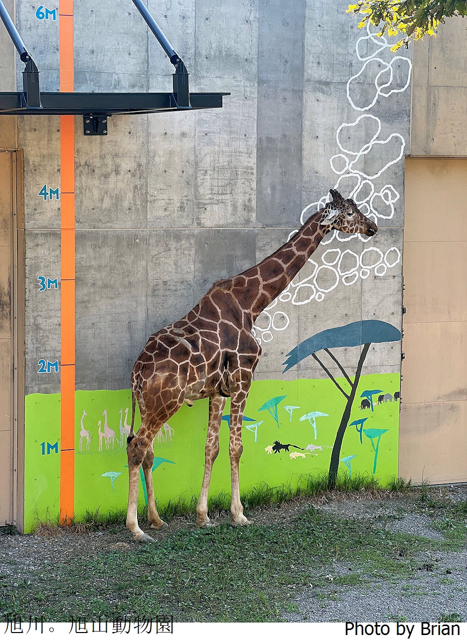 北海道旭川旭山動物園。超近距離看北極熊企鵝親子必訪景點 北海道旭川旭山動物園。超近距離看北極熊企鵝親子必訪景點