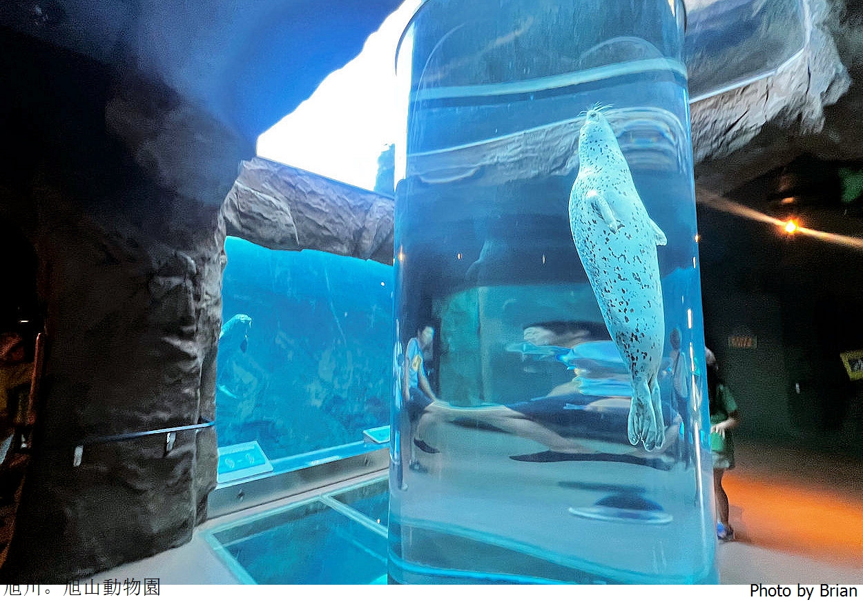 北海道旭川旭山動物園。超近距離看北極熊企鵝親子必訪景點 北海道旭川旭山動物園。超近距離看北極熊企鵝親子必訪景點