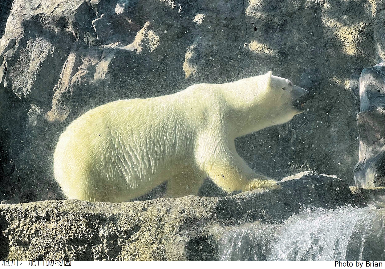 北海道旭川旭山動物園。超近距離看北極熊企鵝親子必訪景點