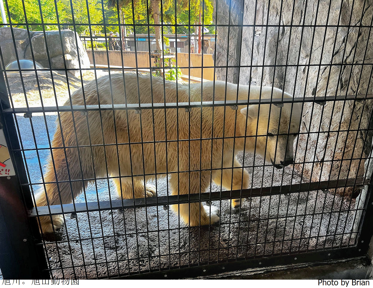 北海道旭川旭山動物園。超近距離看北極熊企鵝親子必訪景點 北海道旭川旭山動物園。超近距離看北極熊企鵝親子必訪景點