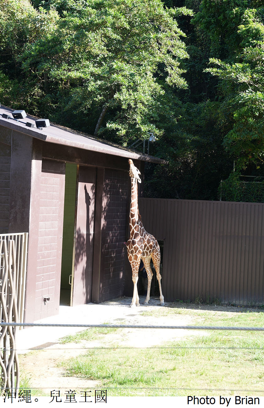 日本沖繩必訪親子景點沖繩兒童王國。超佛心15歲以下免費入園
