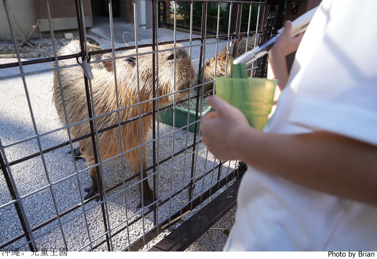 日本沖繩必訪親子景點沖繩兒童王國。超佛心15歲以下免費入園
