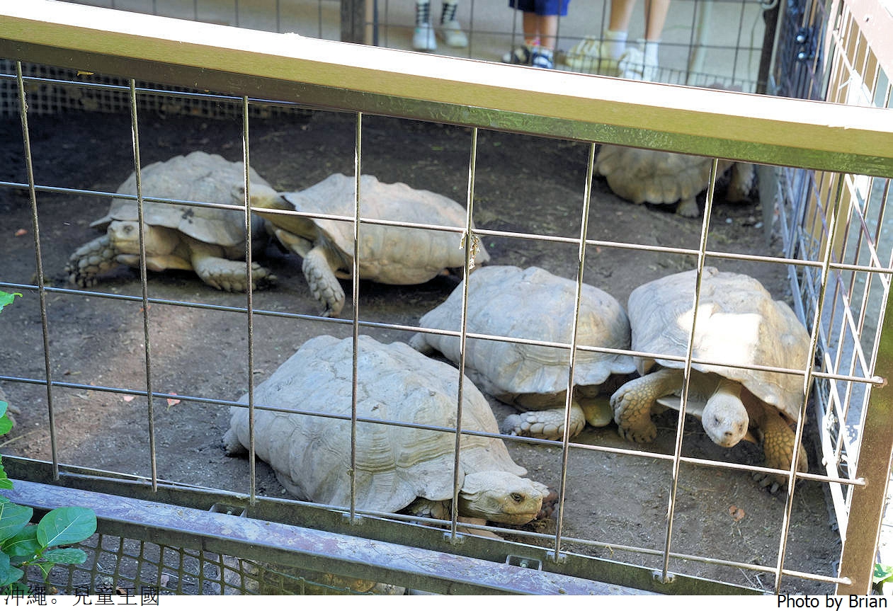 日本沖繩必訪親子景點沖繩兒童王國。超佛心15歲以下免費入園