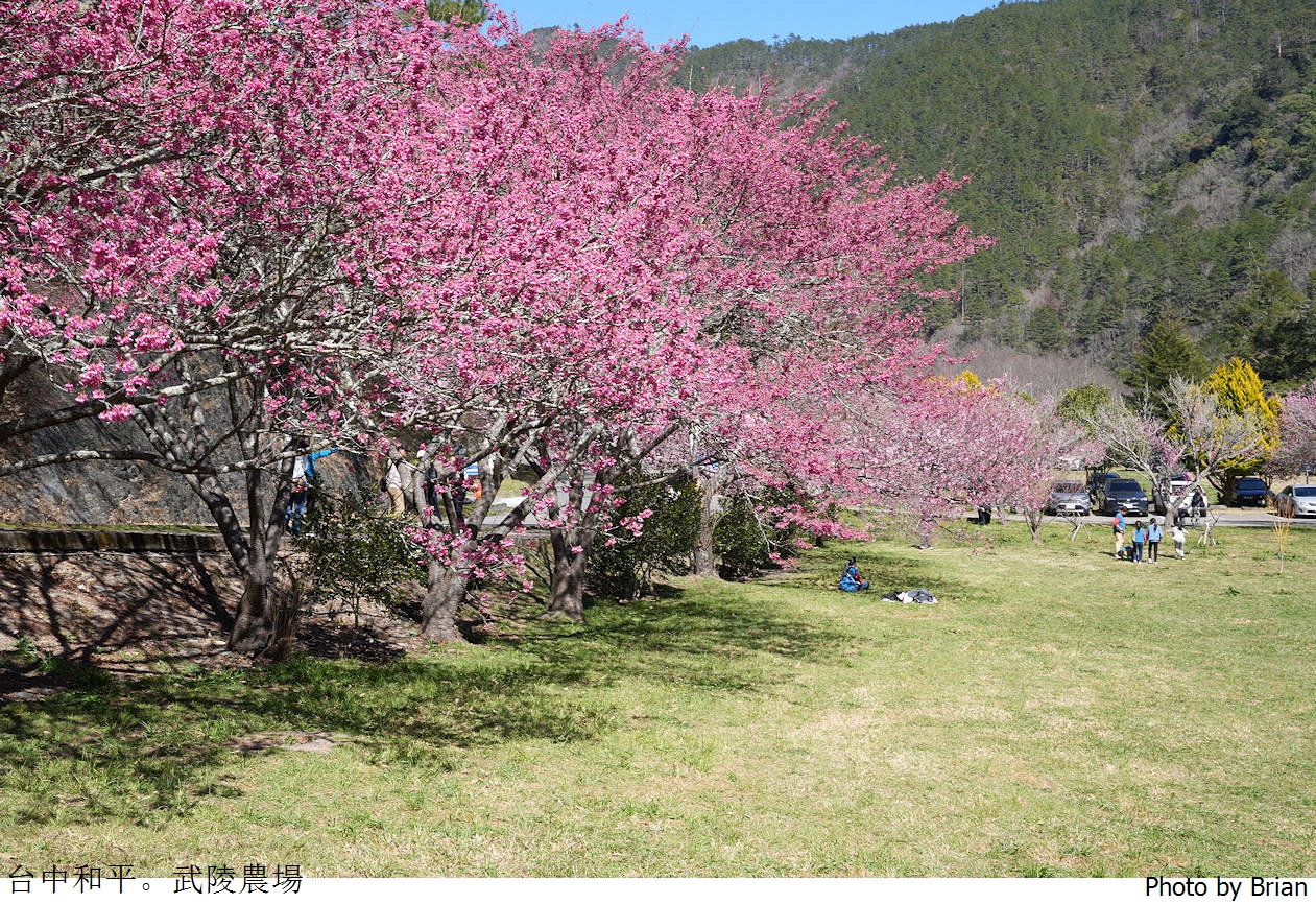 台中武陵農場櫻花季。南谷櫻花台昭和櫻山櫻 台中武陵農場櫻花季。南谷櫻花台昭和櫻山櫻