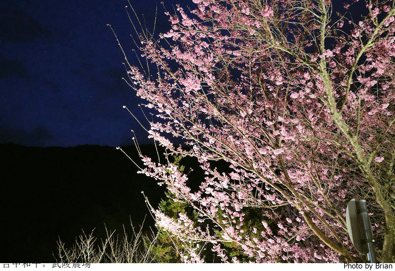 台中武陵農場櫻花季。富野櫻花區特色夜櫻油菜花海櫻花鉤吻鮭復育中心