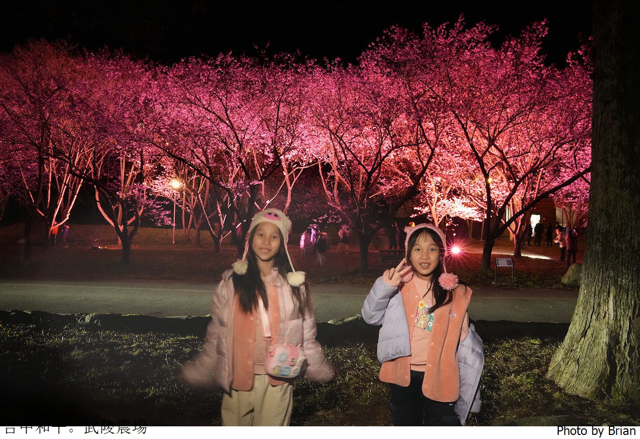 台中武陵農場櫻花季。富野櫻花區特色夜櫻油菜花海櫻花鉤吻鮭復育中心 台中武陵農場櫻花季。富野櫻花區特色夜櫻油菜花海櫻花鉤吻鮭復育中心