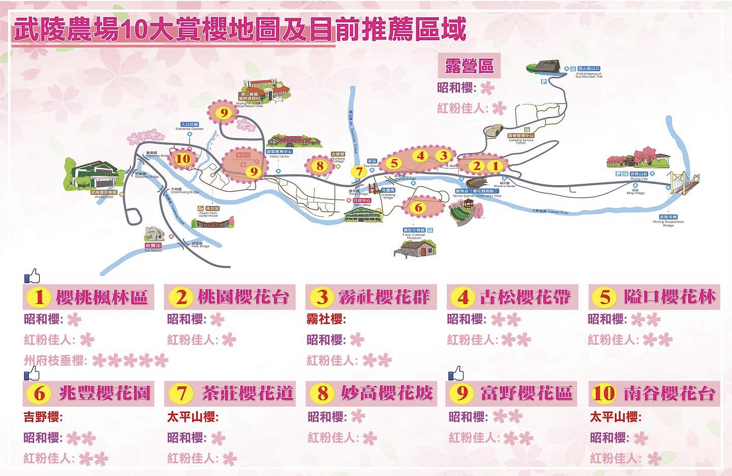 台中武陵農場櫻花季。富野櫻花區特色夜櫻油菜花海櫻花鉤吻鮭復育中心 台中武陵農場櫻花季。富野櫻花區特色夜櫻油菜花海櫻花鉤吻鮭復育中心