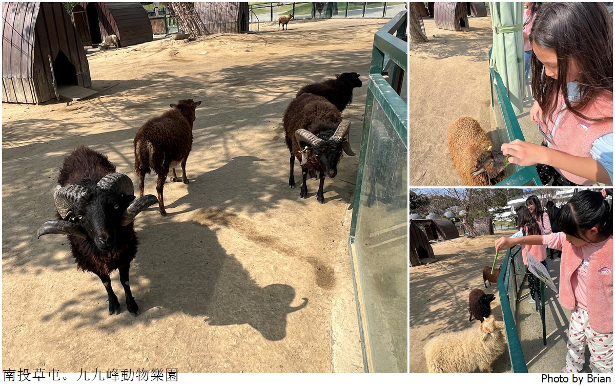 南投草屯親子景點九九峰動物樂園。全亞洲最大鳥類動物園近距離互動超好玩