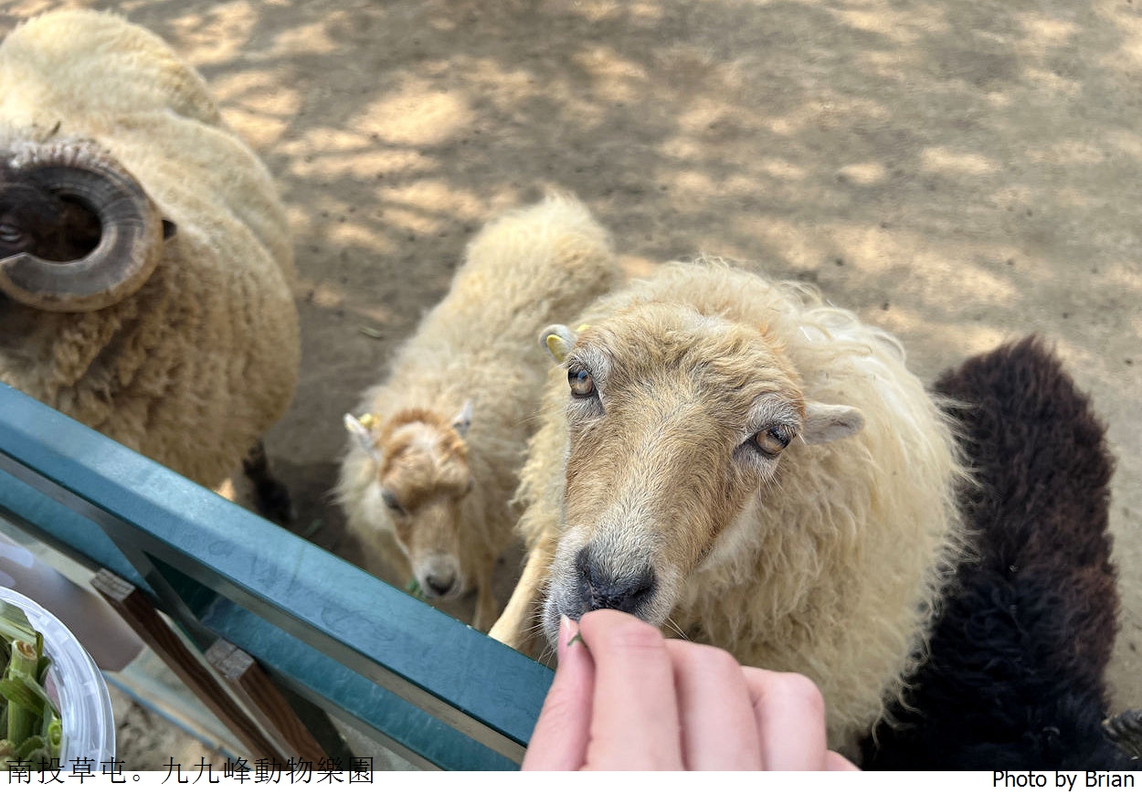 南投草屯親子景點九九峰動物樂園。全亞洲最大鳥類動物園近距離互動超好玩