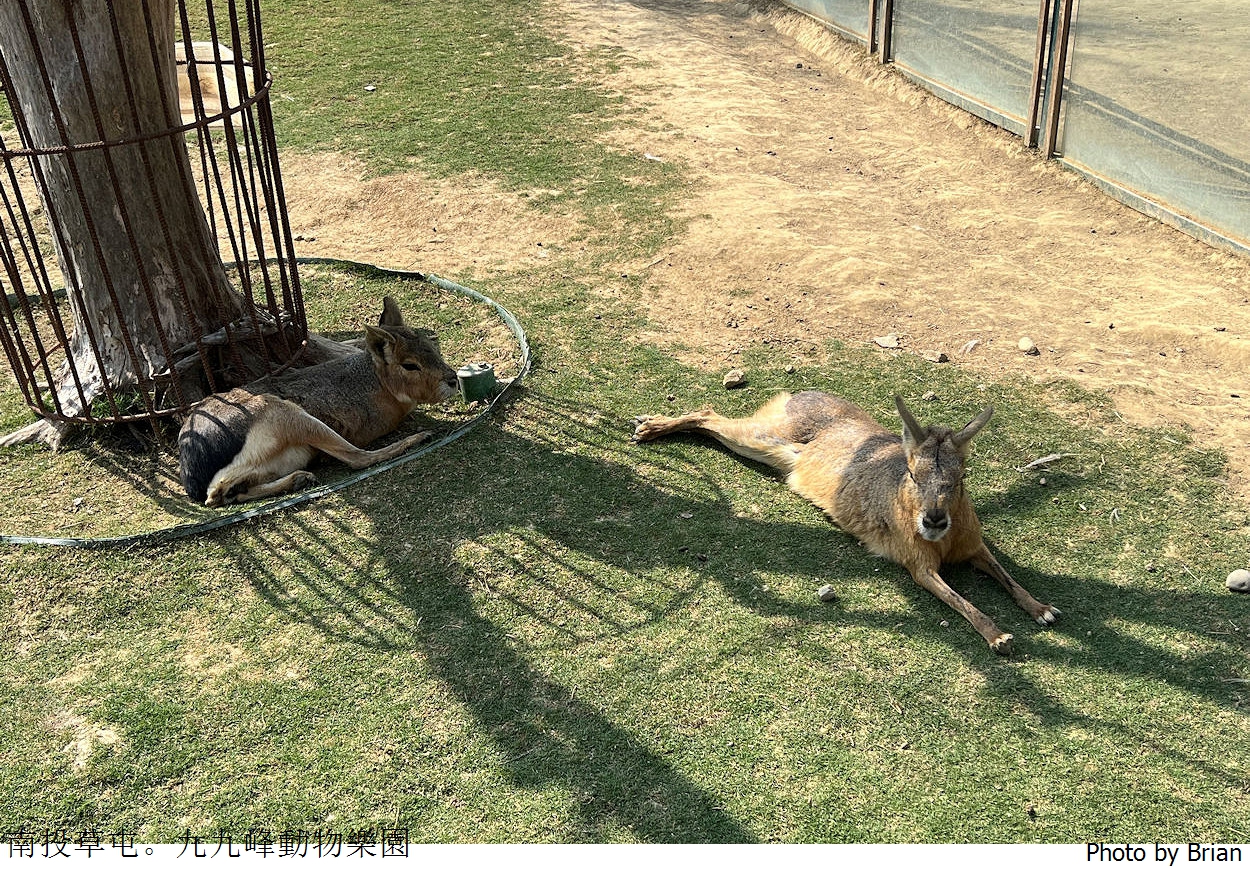 南投草屯親子景點九九峰動物樂園。全亞洲最大鳥類動物園近距離互動超好玩