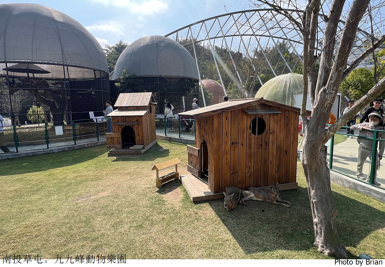 南投草屯親子景點九九峰動物樂園。全亞洲最大鳥類動物園近距離互動超好玩