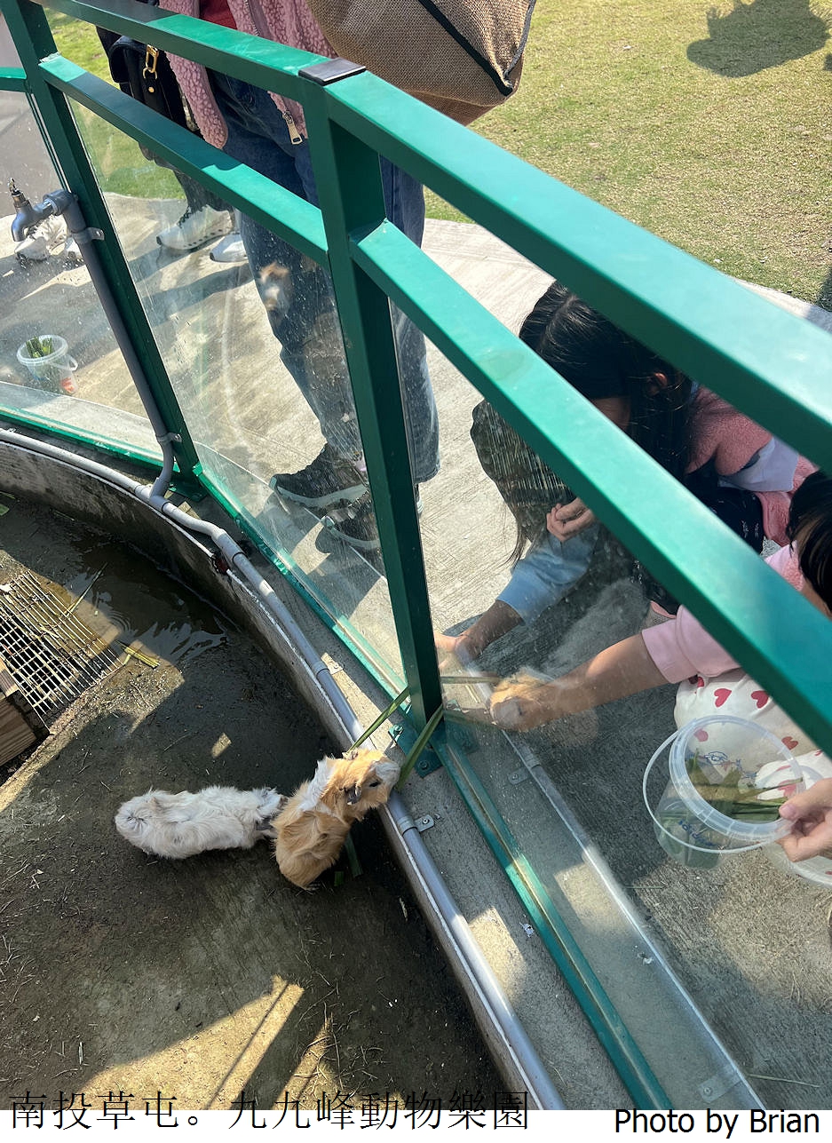 南投草屯親子景點九九峰動物樂園。全亞洲最大鳥類動物園近距離互動超好玩