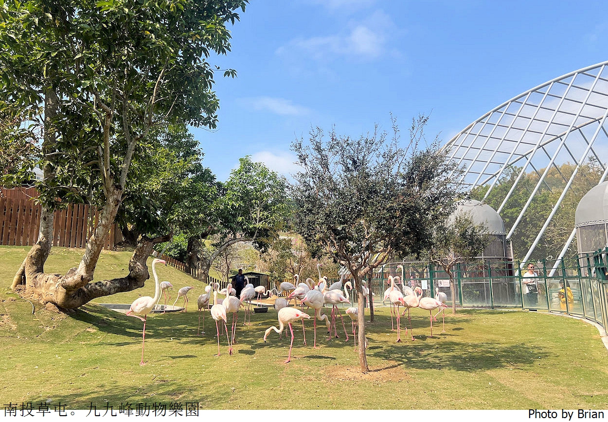 南投草屯親子景點九九峰動物樂園。全亞洲最大鳥類動物園近距離互動超好玩