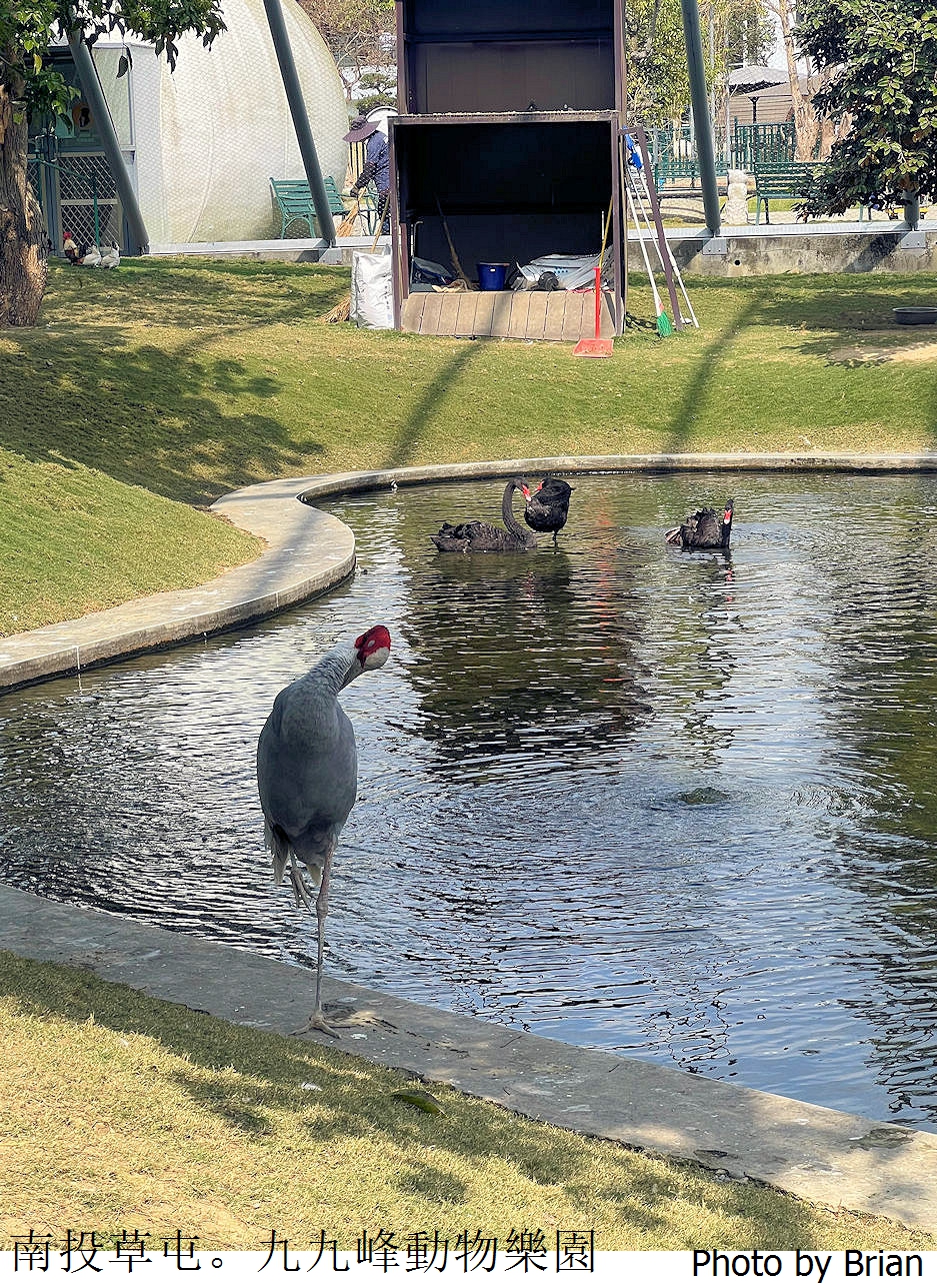 南投草屯親子景點九九峰動物樂園。全亞洲最大鳥類動物園近距離互動超好玩