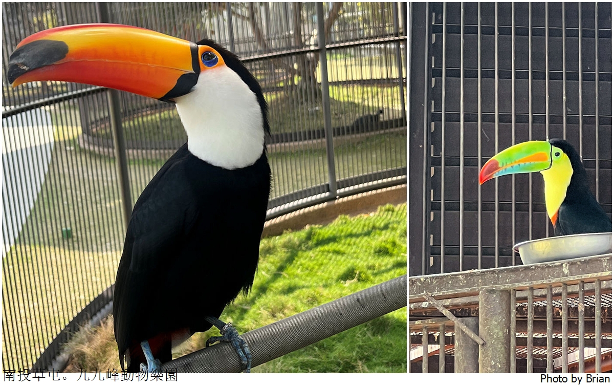 南投草屯親子景點九九峰動物樂園。全亞洲最大鳥類動物園近距離互動超好玩