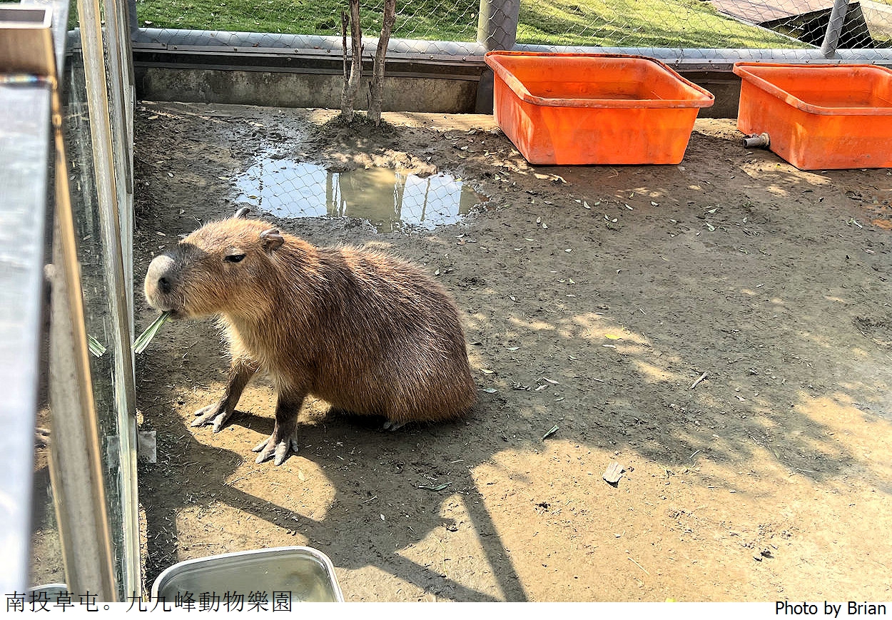 南投草屯親子景點九九峰動物樂園。全亞洲最大鳥類動物園近距離互動超好玩