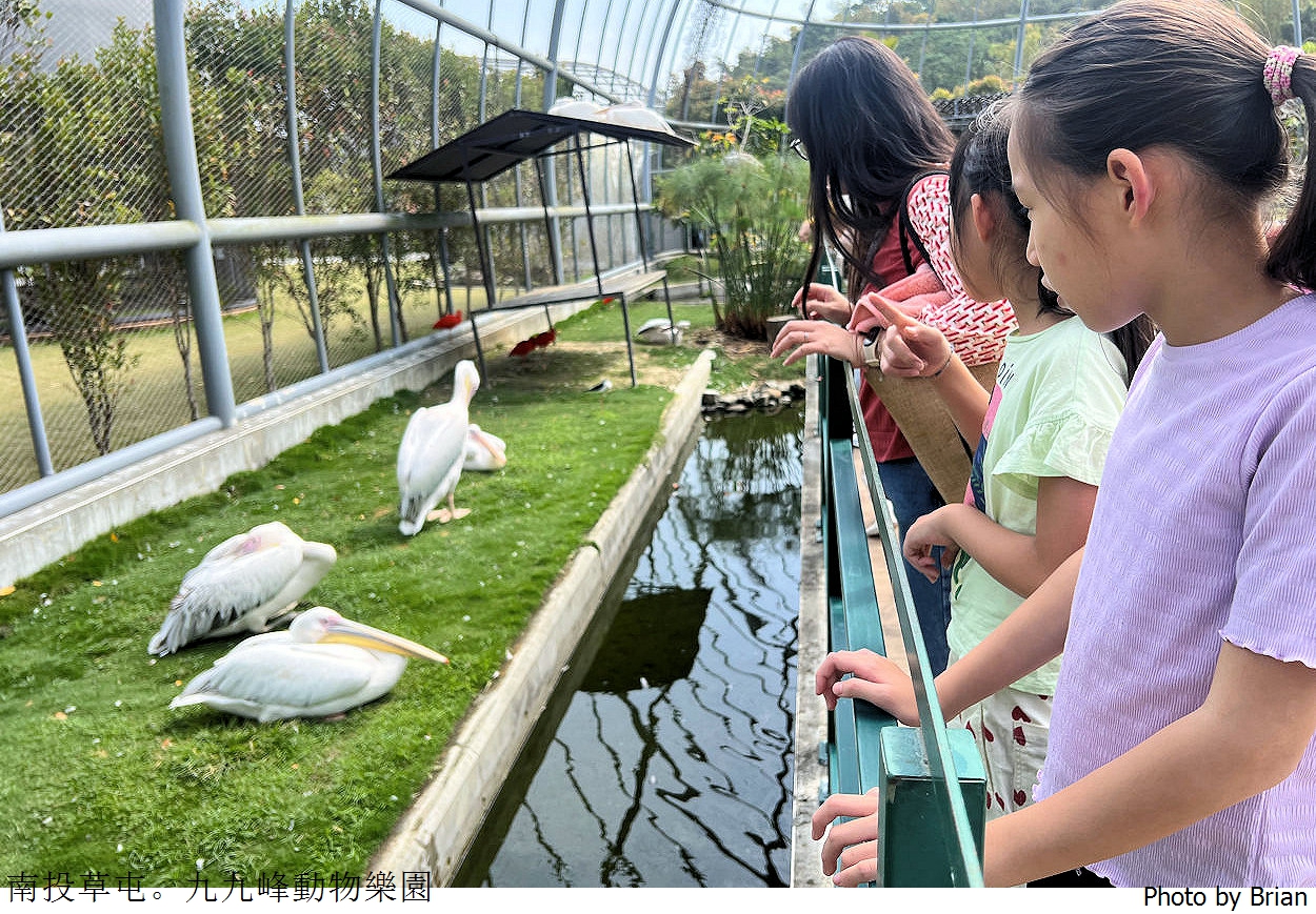 南投草屯親子景點九九峰動物樂園。全亞洲最大鳥類動物園近距離互動超好玩