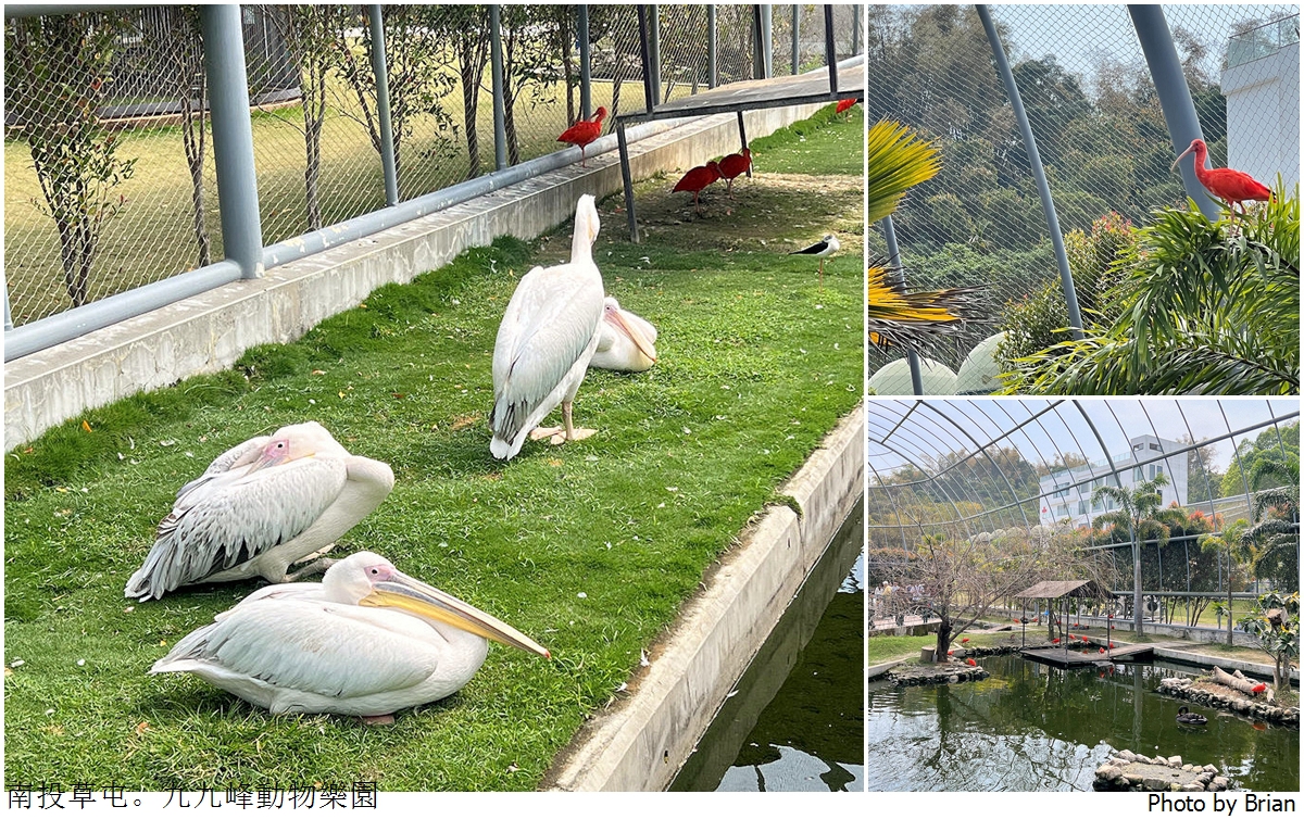 南投草屯親子景點九九峰動物樂園。全亞洲最大鳥類動物園近距離互動超好玩