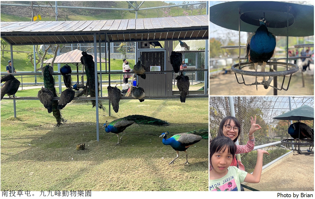 南投草屯親子景點九九峰動物樂園。全亞洲最大鳥類動物園近距離互動超好玩