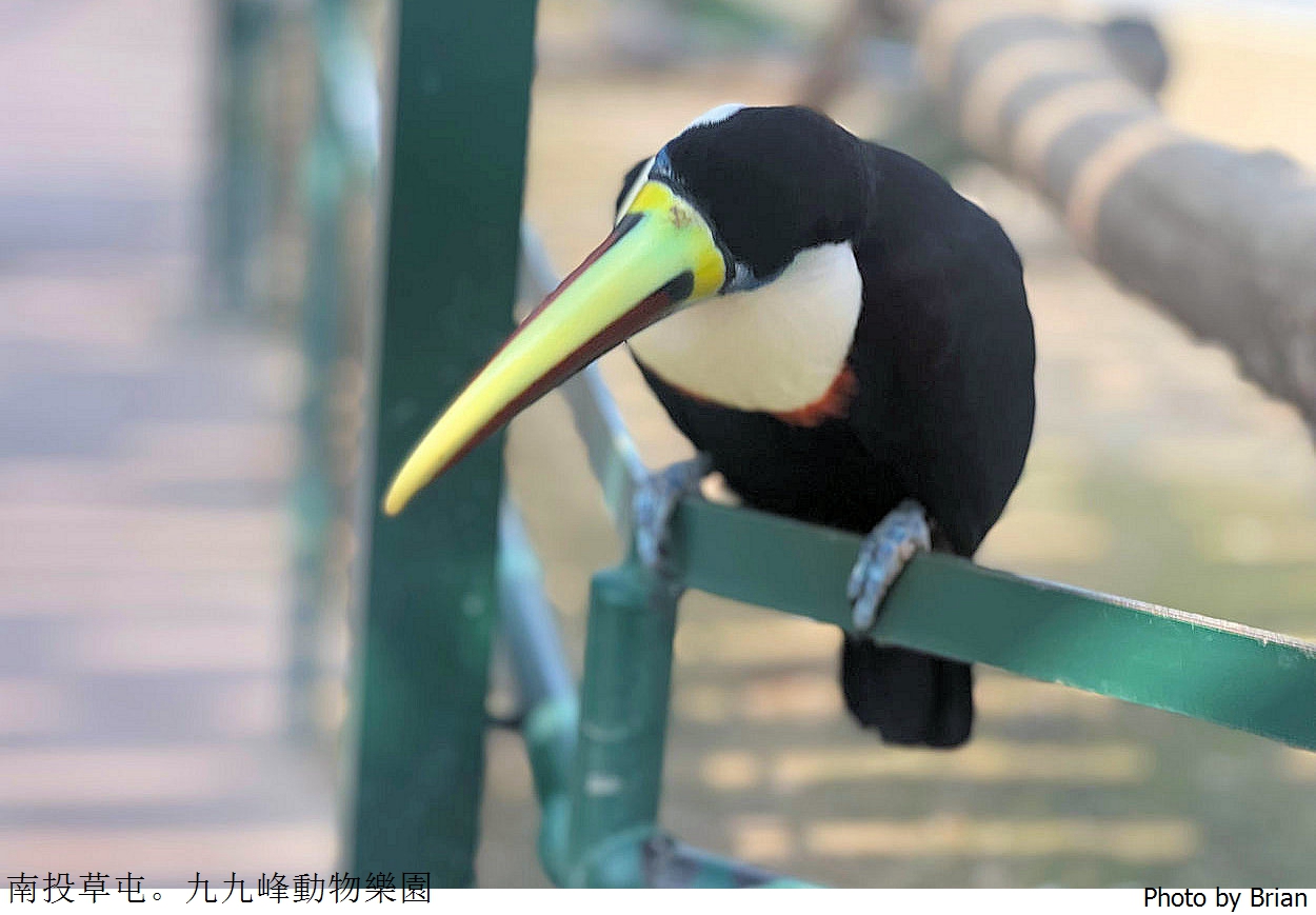南投草屯親子景點九九峰動物樂園。全亞洲最大鳥類動物園近距離互動超好玩