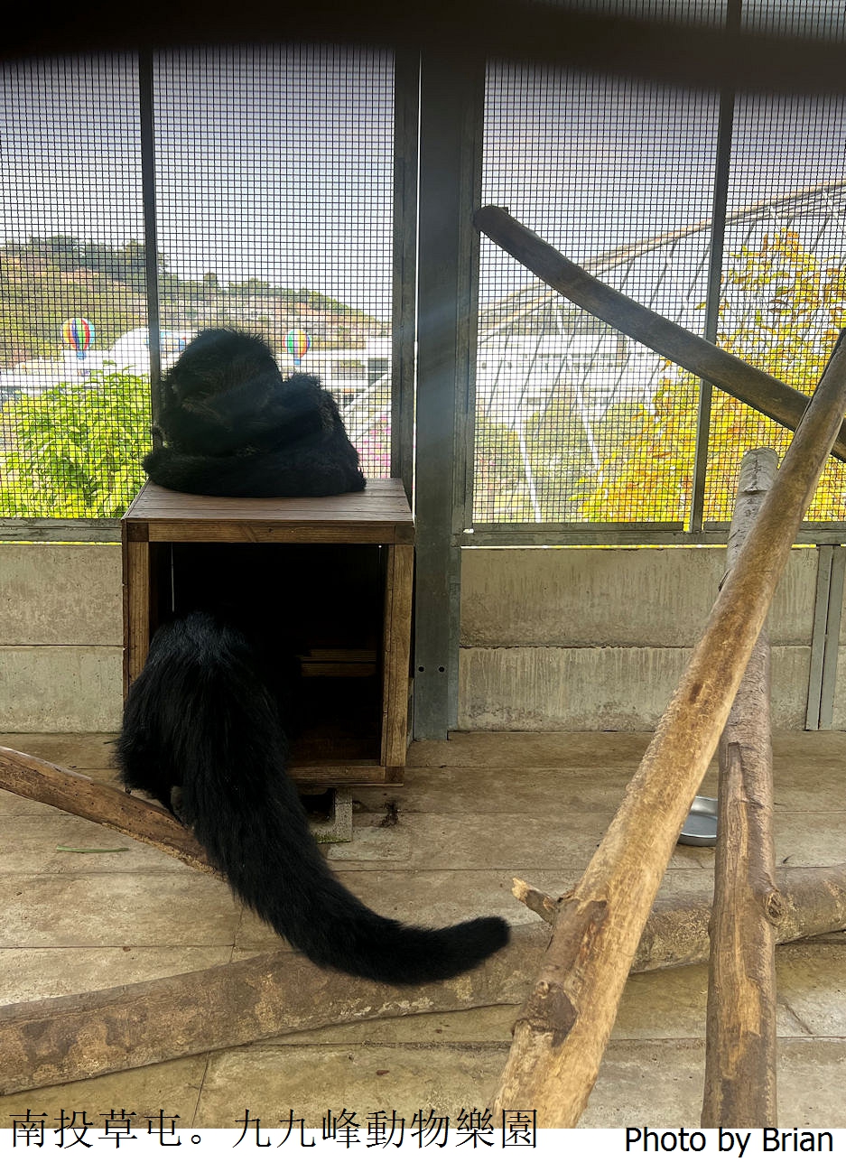 南投草屯親子景點九九峰動物樂園。全亞洲最大鳥類動物園近距離互動超好玩