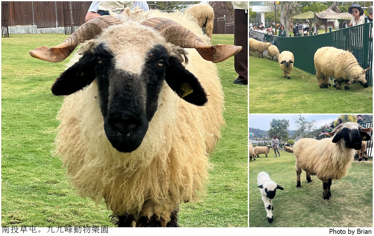 南投草屯親子景點九九峰動物樂園。全亞洲最大鳥類動物園近距離互動超好玩
