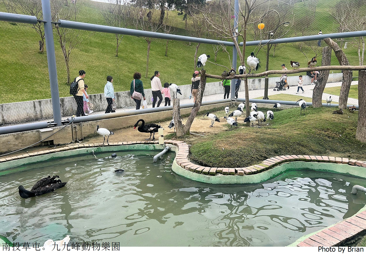 南投草屯親子景點九九峰動物樂園。全亞洲最大鳥類動物園近距離互動超好玩
