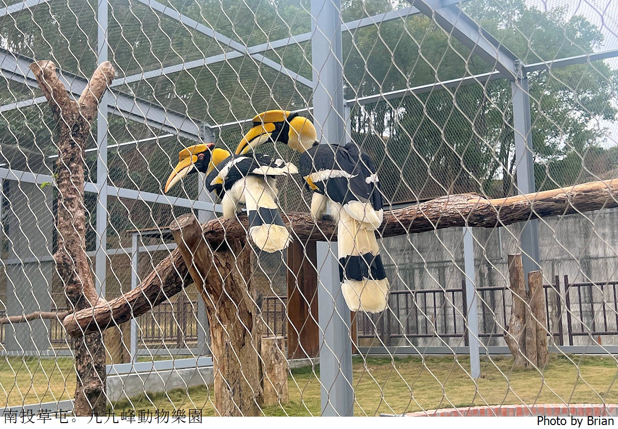 南投草屯親子景點九九峰動物樂園。全亞洲最大鳥類動物園近距離互動超好玩