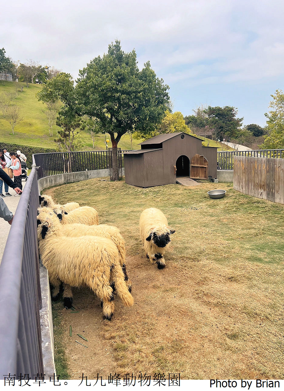 南投草屯親子景點九九峰動物樂園。全亞洲最大鳥類動物園近距離互動超好玩