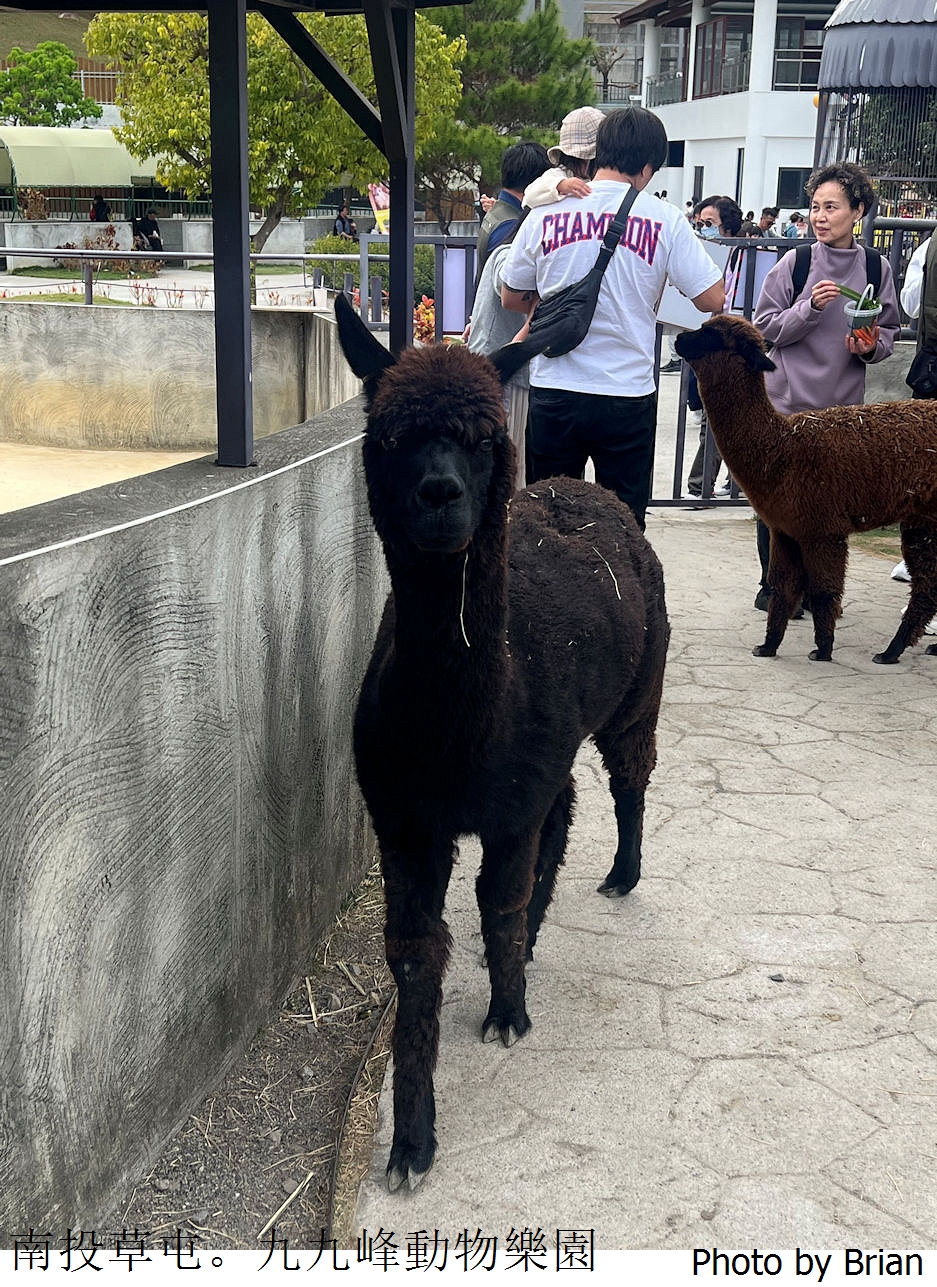 南投草屯親子景點九九峰動物樂園。全亞洲最大鳥類動物園近距離互動超好玩