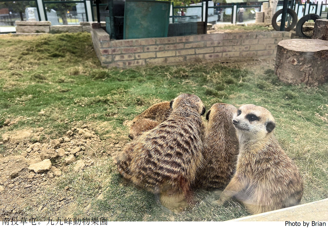 南投草屯親子景點九九峰動物樂園。全亞洲最大鳥類動物園近距離互動超好玩