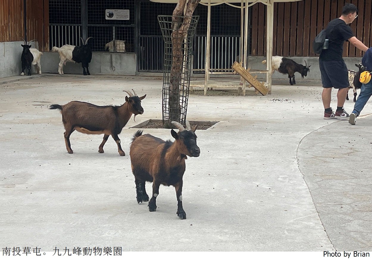 南投草屯親子景點九九峰動物樂園。全亞洲最大鳥類動物園近距離互動超好玩