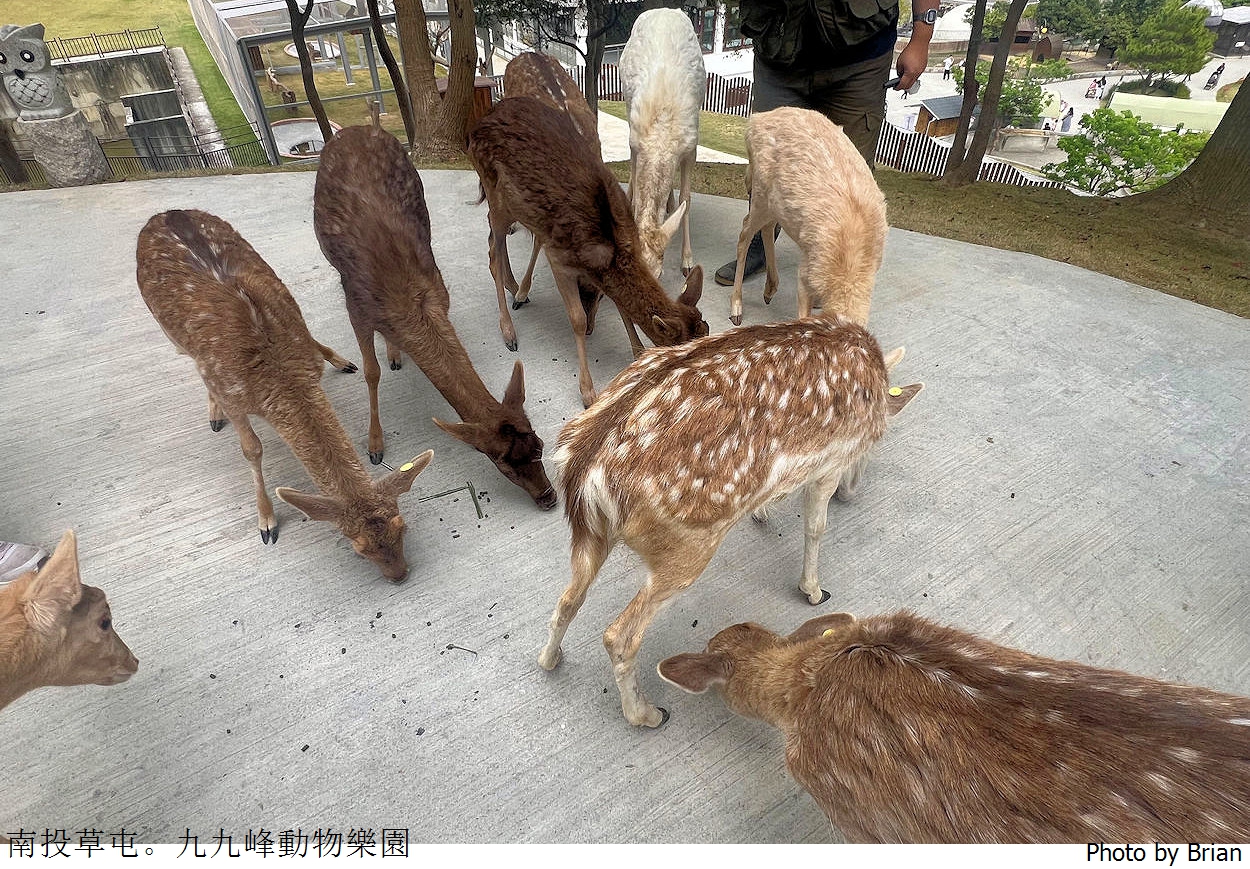 南投草屯親子景點九九峰動物樂園。全亞洲最大鳥類動物園近距離互動超好玩