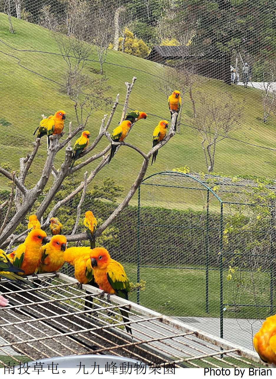 南投草屯親子景點九九峰動物樂園。全亞洲最大鳥類動物園近距離互動超好玩