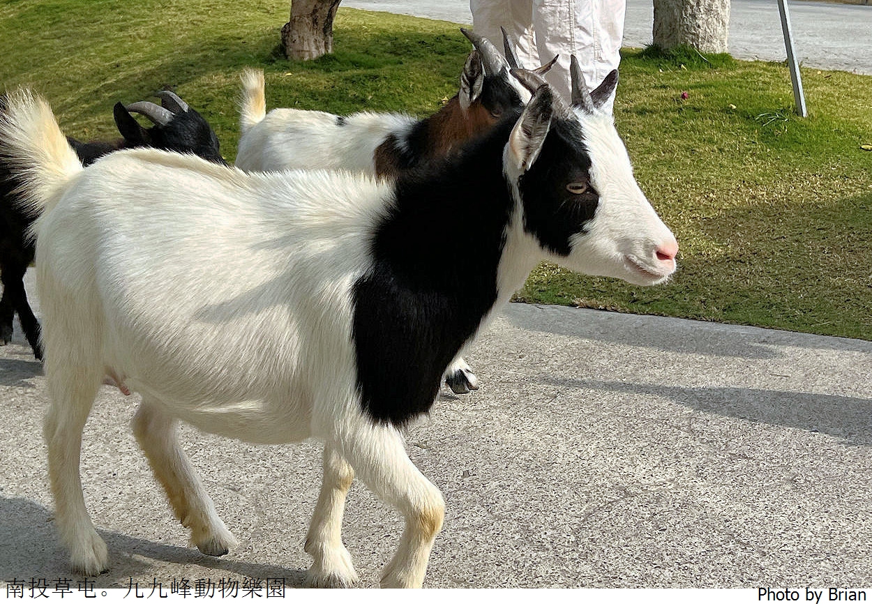 南投草屯親子景點九九峰動物樂園。全亞洲最大鳥類動物園近距離互動超好玩
