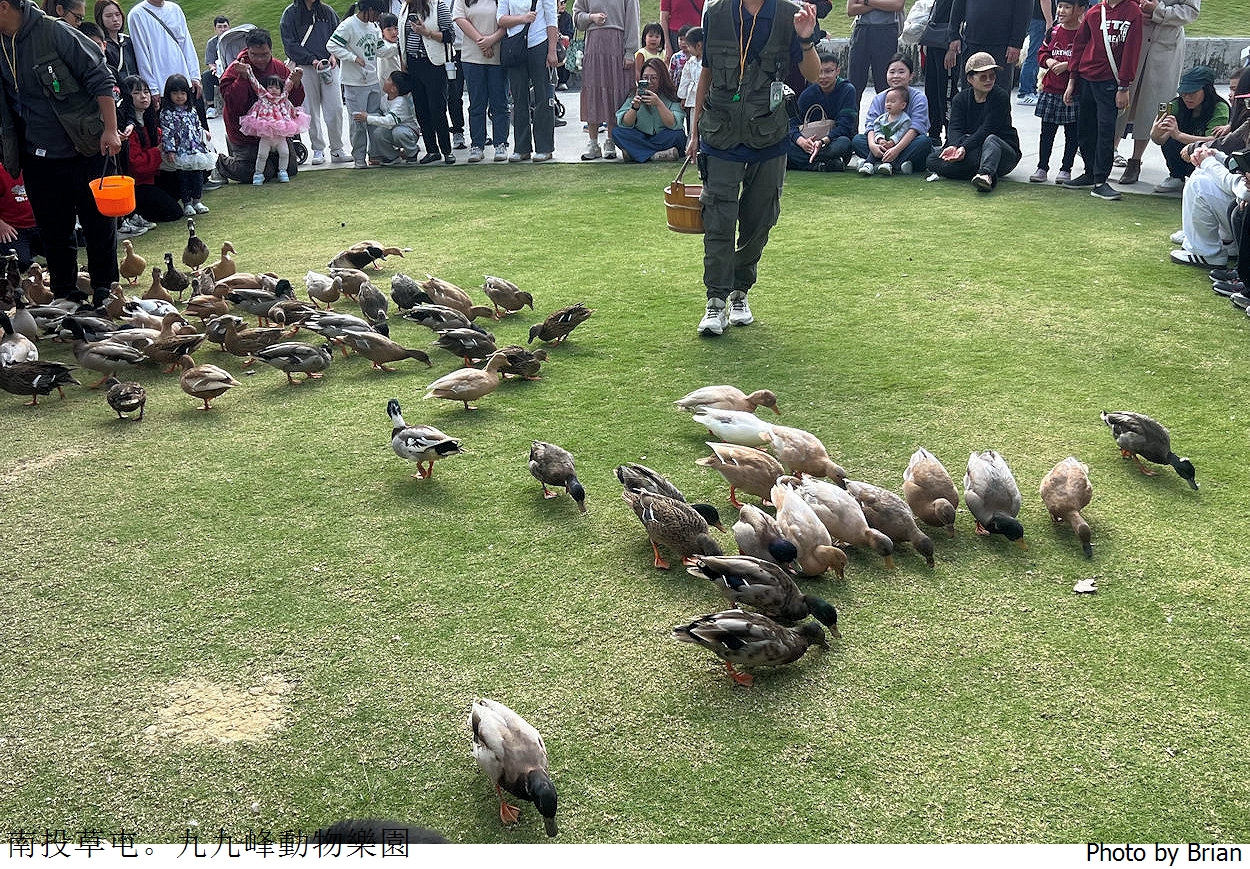 南投草屯親子景點九九峰動物樂園。全亞洲最大鳥類動物園近距離互動超好玩