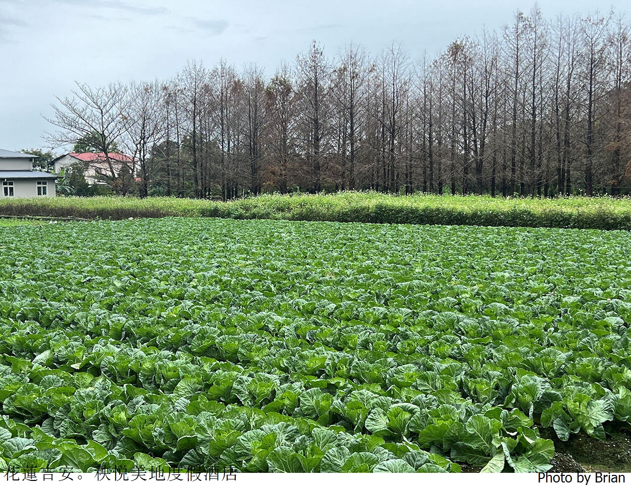 花蓮吉安秧悦美地度假酒店。環境優美置身美麗香草花園 花蓮吉安秧悦美地度假酒店。環境優美置身美麗香草花園