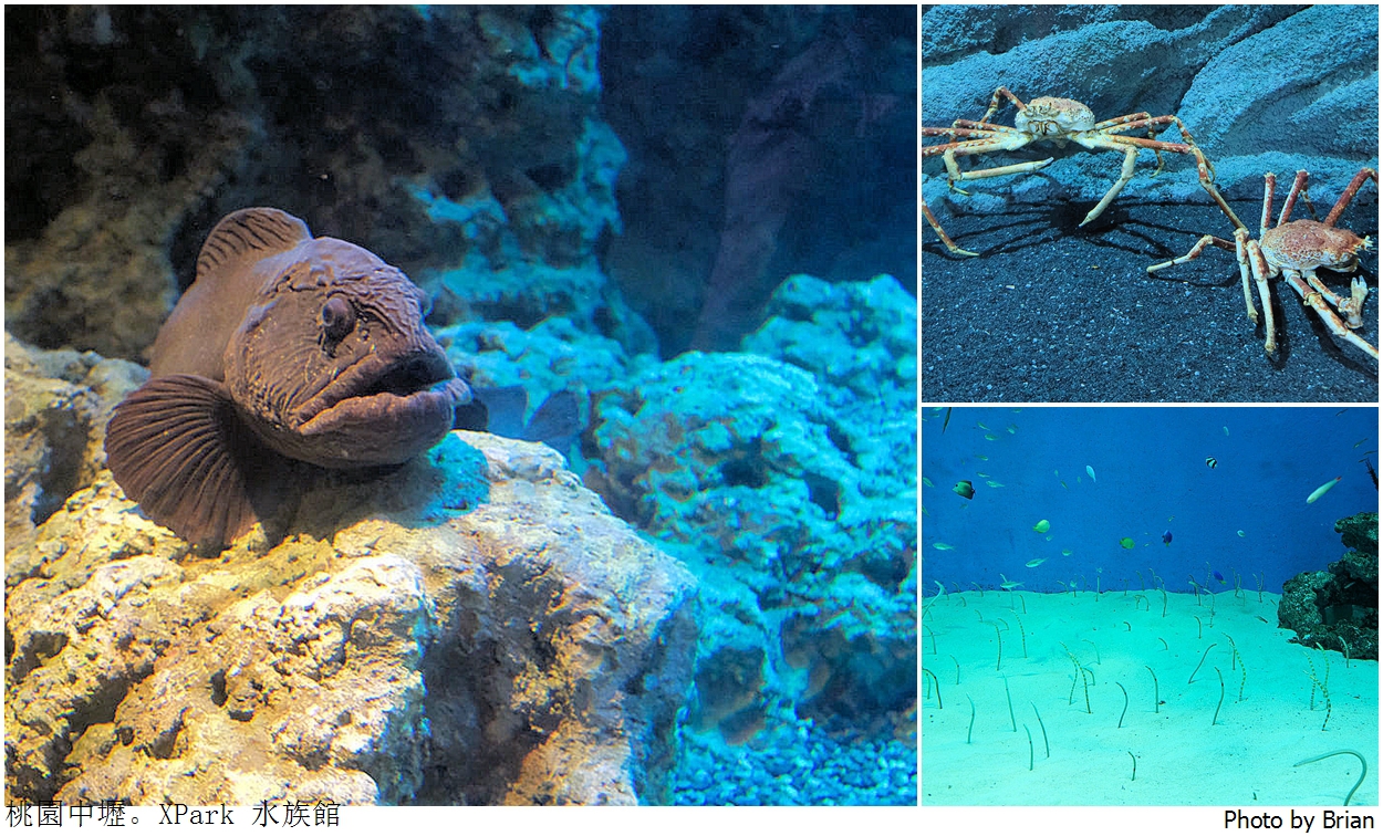 桃園親子景點青埔 XPark 水族館。桃園高鐵站旁都會型水族館 桃園親子景點青埔 XPark 水族館。桃園高鐵站旁都會型水族館