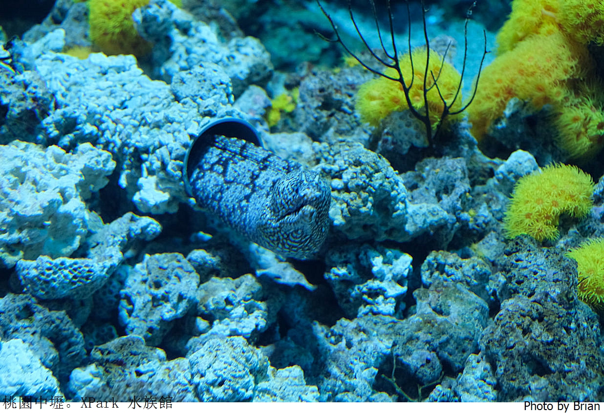 桃園親子景點青埔 XPark 水族館。桃園高鐵站旁都會型水族館