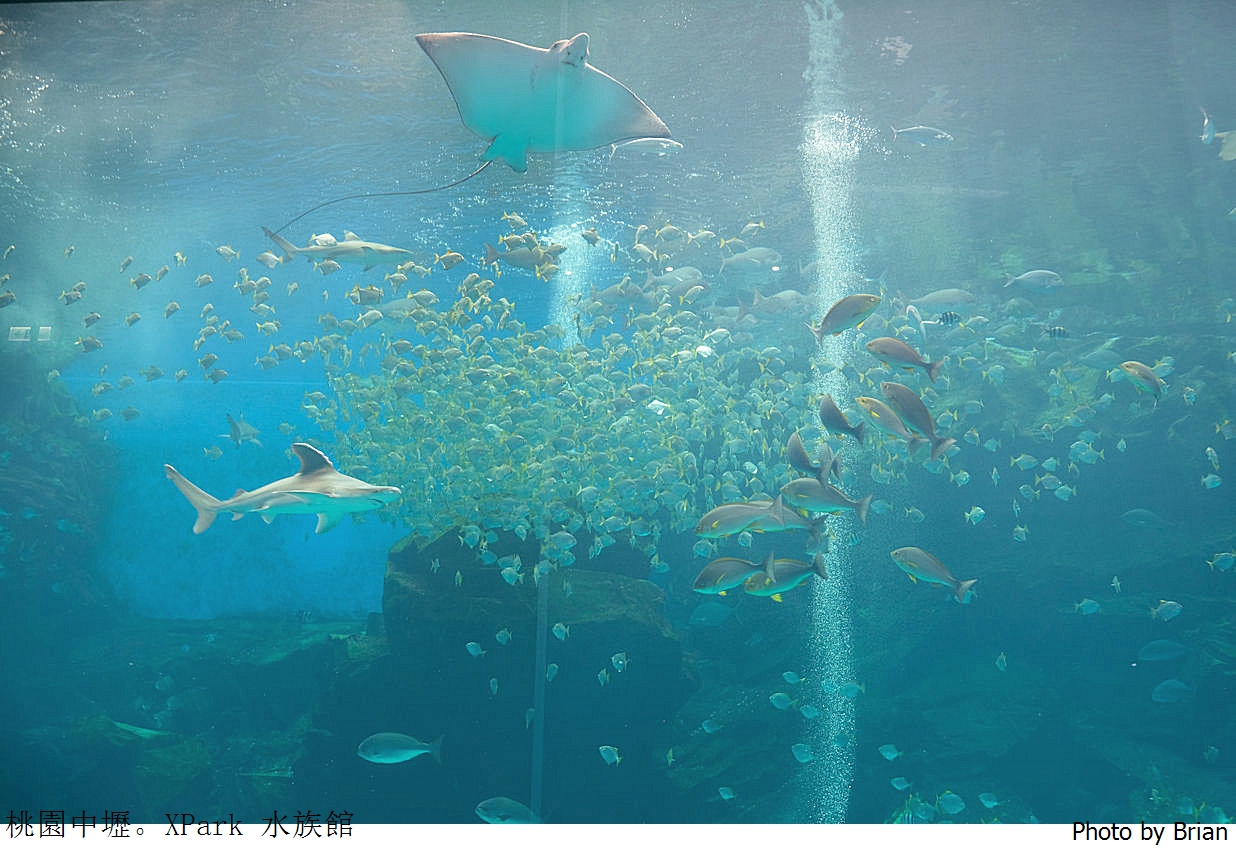 桃園親子景點青埔 XPark 水族館。桃園高鐵站旁都會型水族館 桃園親子景點青埔 XPark 水族館。桃園高鐵站旁都會型水族館