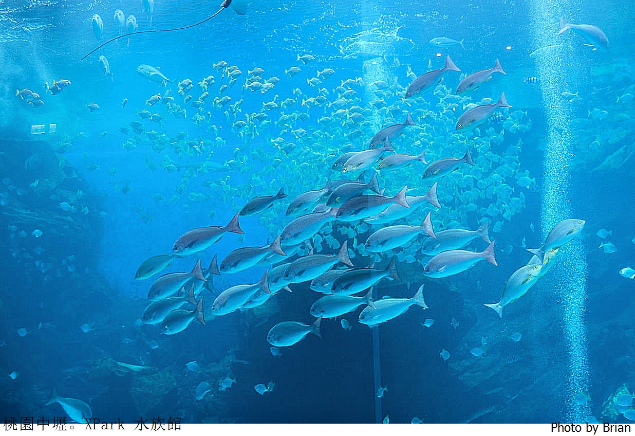 桃園親子景點青埔 XPark 水族館。桃園高鐵站旁都會型水族館 桃園親子景點青埔 XPark 水族館。桃園高鐵站旁都會型水族館