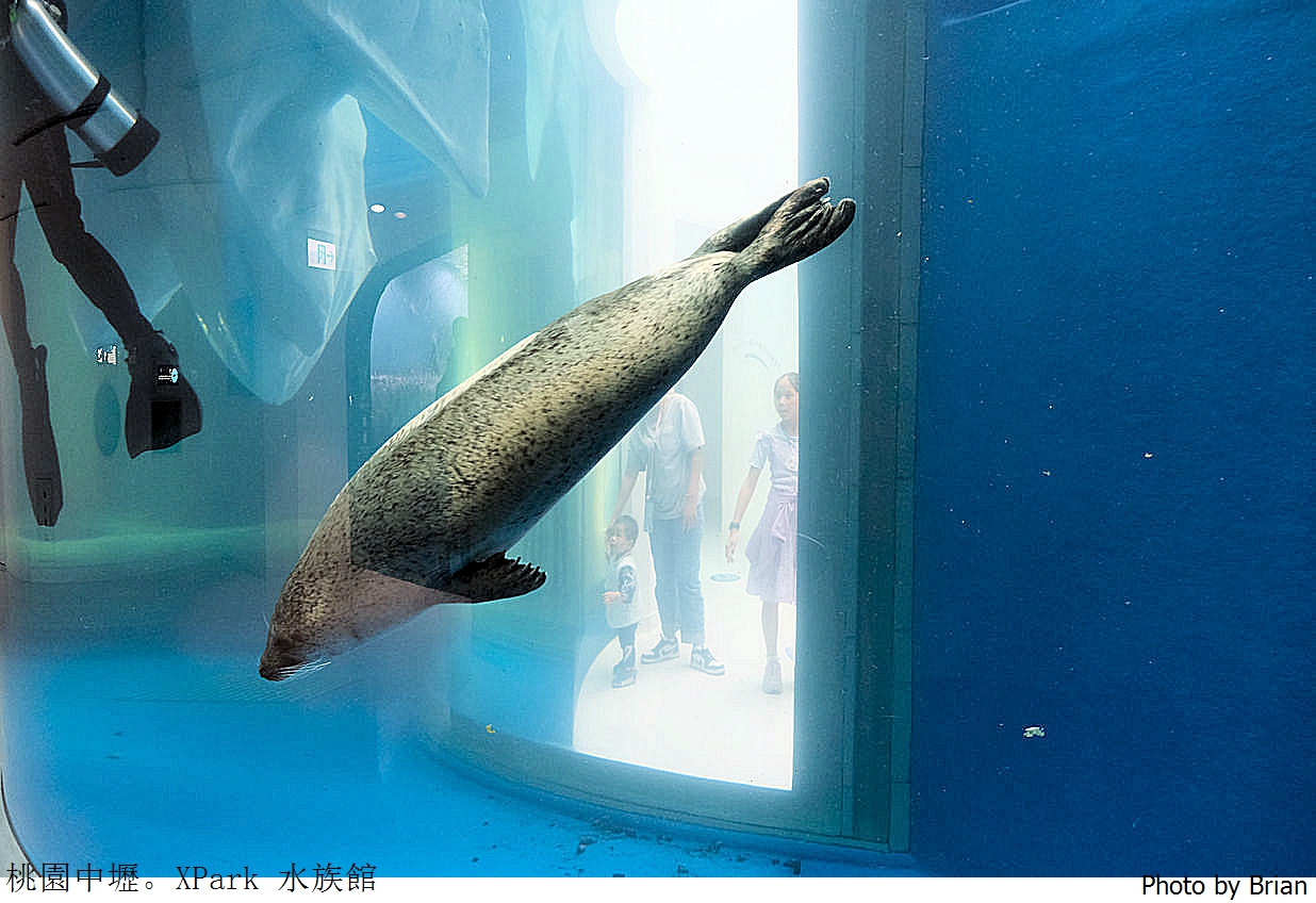 桃園親子景點青埔 XPark 水族館。桃園高鐵站旁都會型水族館