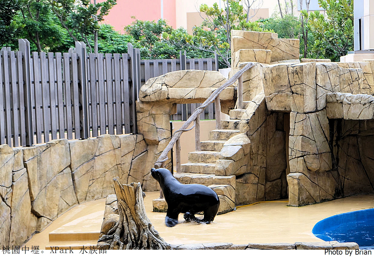 桃園親子景點青埔 XPark 水族館。桃園高鐵站旁都會型水族館 桃園親子景點青埔 XPark 水族館。桃園高鐵站旁都會型水族館