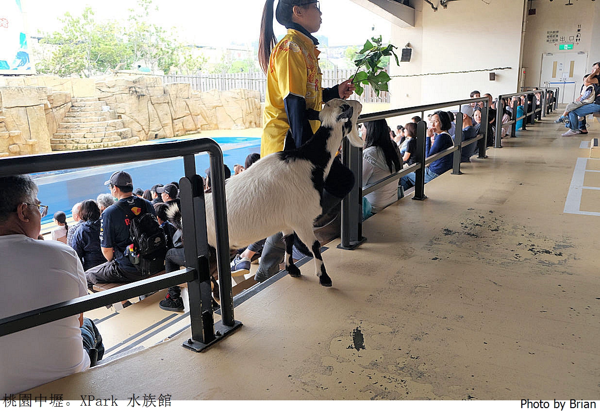 桃園親子景點青埔 XPark 水族館。桃園高鐵站旁都會型水族館 桃園親子景點青埔 XPark 水族館。桃園高鐵站旁都會型水族館