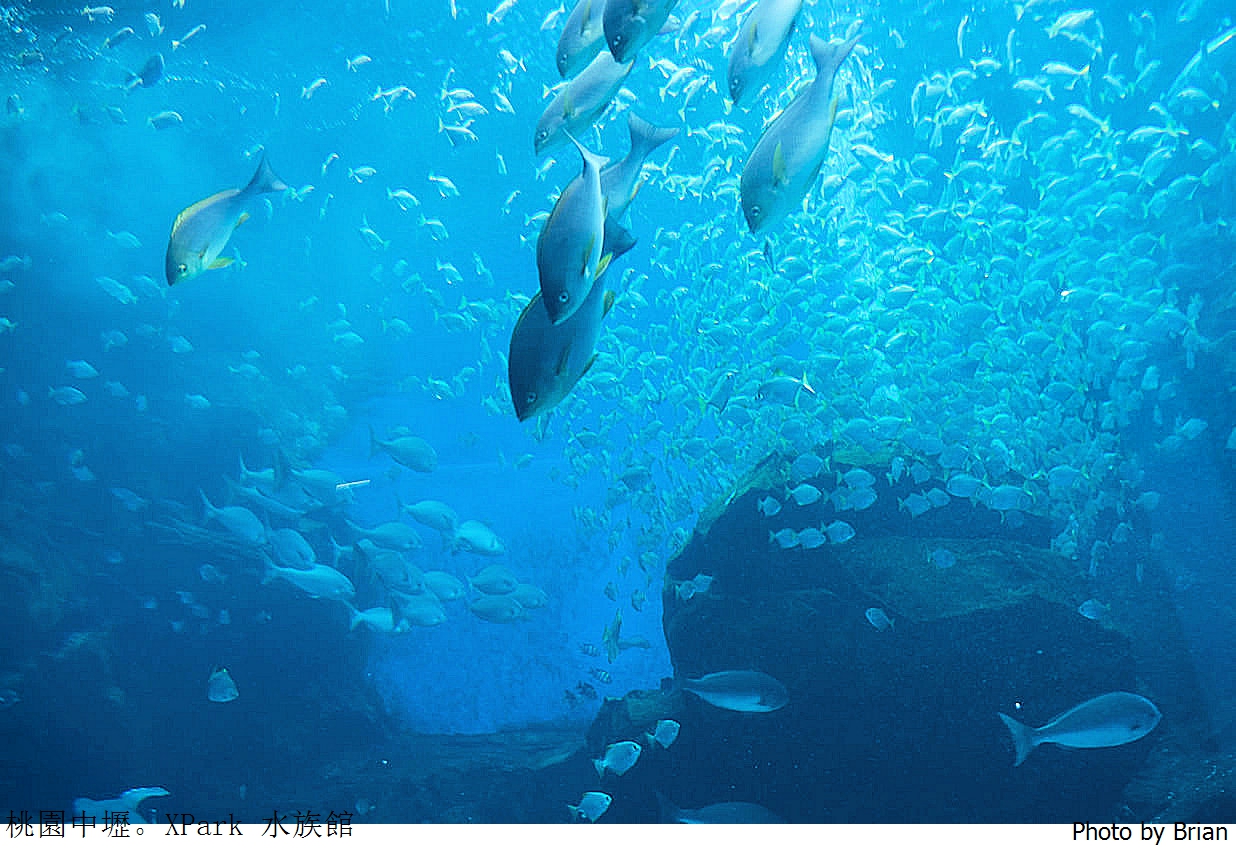 桃園親子景點青埔 XPark 水族館。桃園高鐵站旁都會型水族館