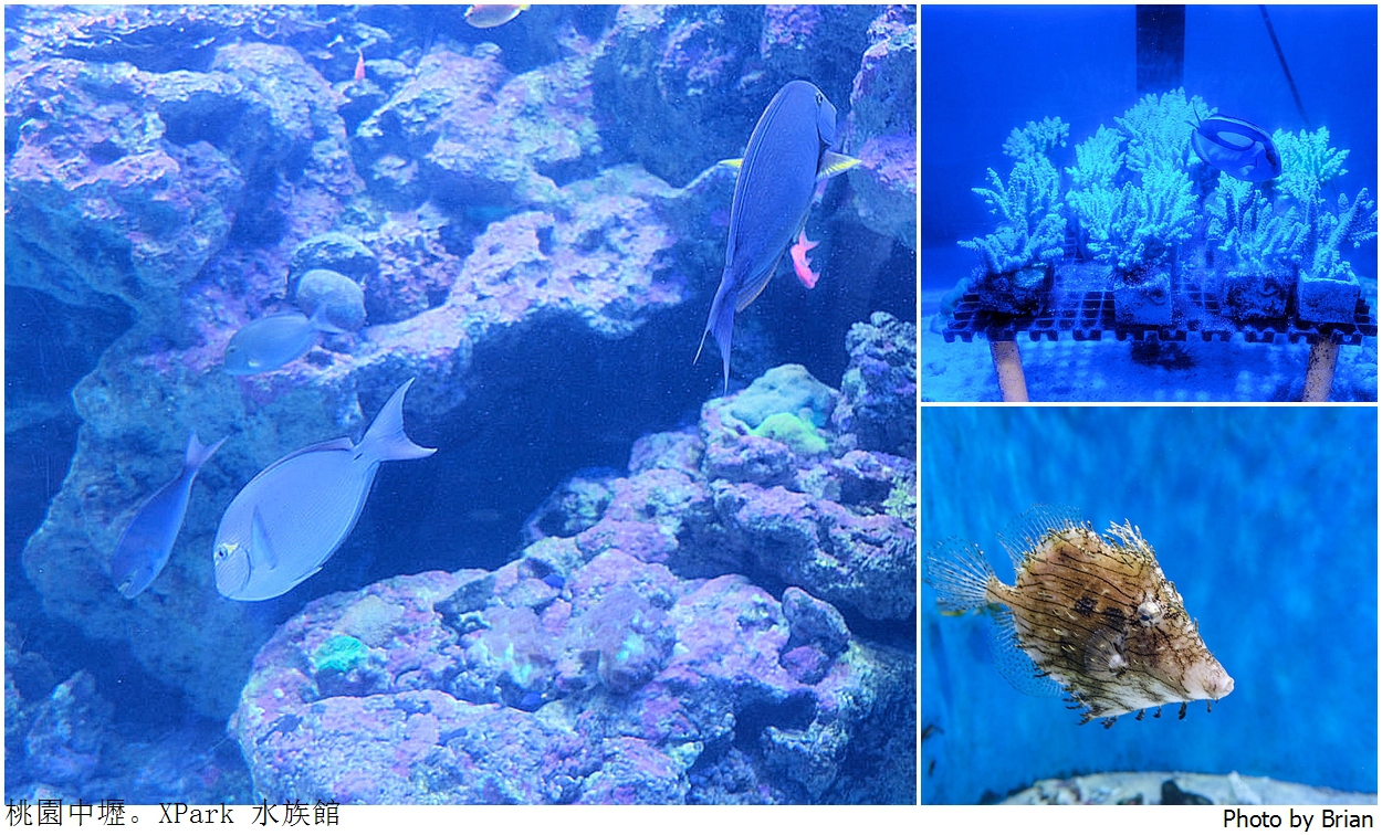 桃園親子景點青埔 XPark 水族館。桃園高鐵站旁都會型水族館