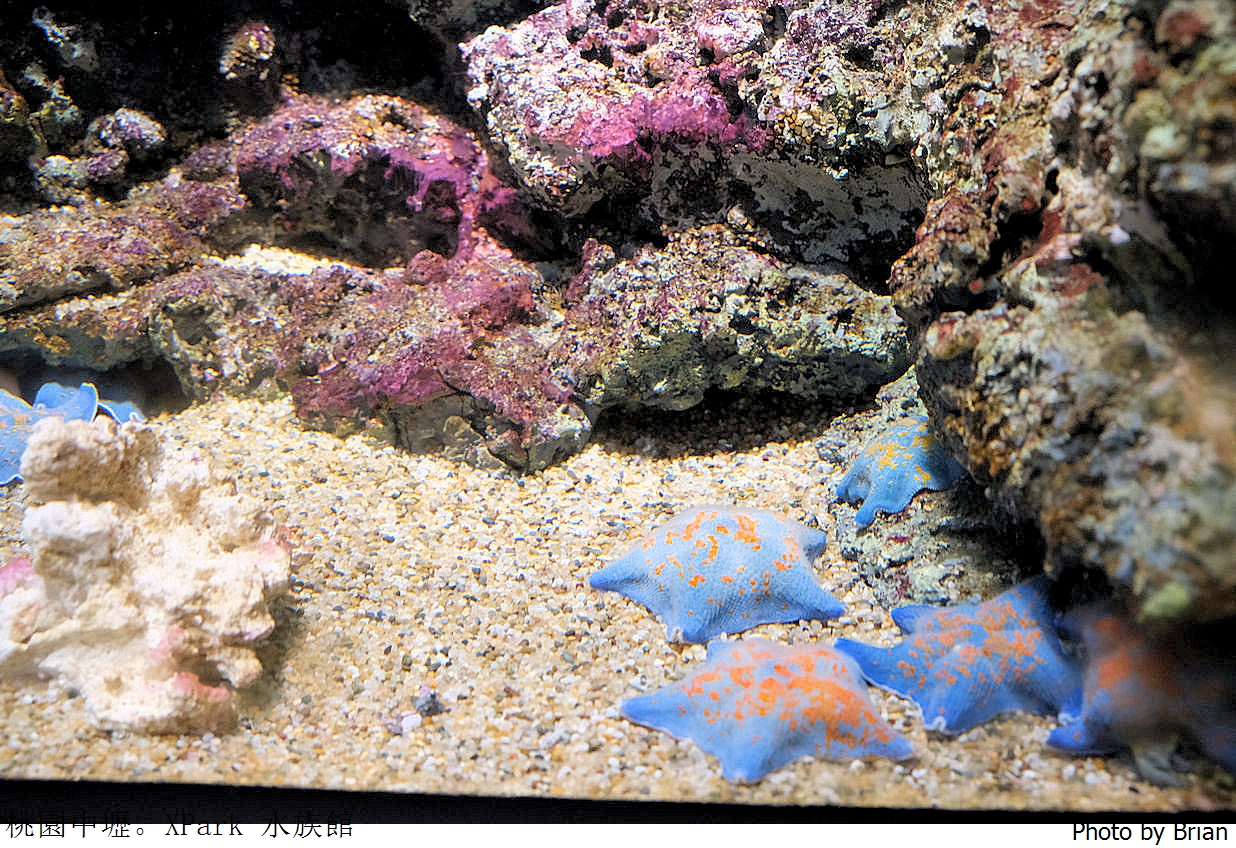 桃園親子景點青埔 XPark 水族館。桃園高鐵站旁都會型水族館 桃園親子景點青埔 XPark 水族館。桃園高鐵站旁都會型水族館