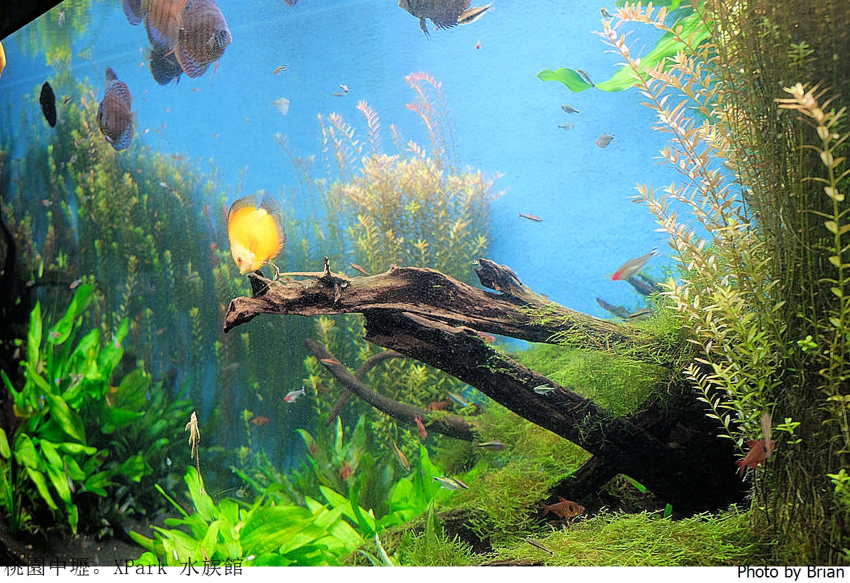 桃園親子景點青埔 XPark 水族館。桃園高鐵站旁都會型水族館 桃園親子景點青埔 XPark 水族館。桃園高鐵站旁都會型水族館